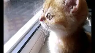Котенок милашка Дэя любопытно разглядывает что то в окне