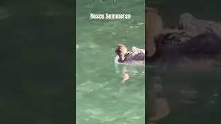 Parco protetto dei Tassodi Lago di Iseo