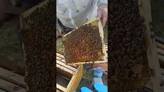 Подготовка семей к акации. 26.05.2023г. 