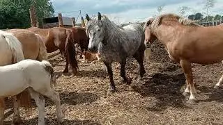 Альфа уводит жеребца от кобыл