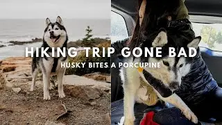 Husky Bites a Porcupine! | Hiking at Acadia National Park | Terramor Outdoor Resort