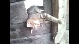 Мертвецки спящий кот
