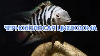 ЧЕРНОПОЛОСАЯ ЦИХЛОЗОМА. СОДЕРЖАНИЕ И РАЗВЕДЕНИЕ