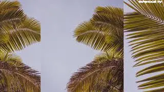 (FREE) Tyler, The Creator & Playboi Carti & $NOT Type Beat 2020