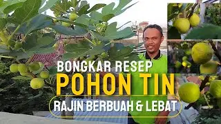 Jurus Jitu, Cara Agar Pohon Tin Cepat Berbuah Dan Lebat. Bongkar Rahasia Pupuknya