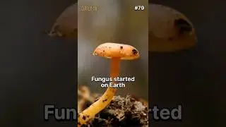 A beginning of Mushrooms | #79