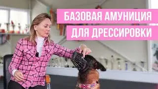 Какая амуниция необходима твоей собаке. Дрессировка от новичка до профессионала.