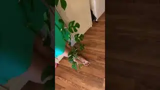 Размножим Рафидофору?🌿