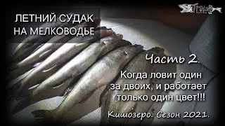 Летний судак на мелководье. Часть 2. Когда ловит один за двоих, и работает только один цвет!!!