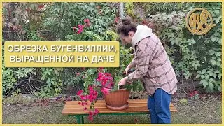Обрезка (формирование) бугенвиллии, выращенной на даче