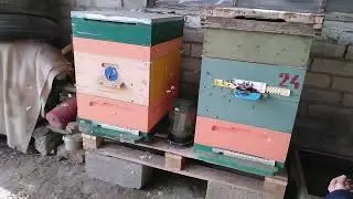 Пчёлы на облёте зимой, февраль 2024