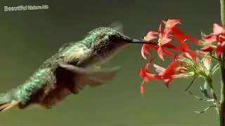 Cristina Solórzano y Claudio Pezzoti - Fandanguito Volador (Canción del colibrí)