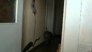 Кот Филипп