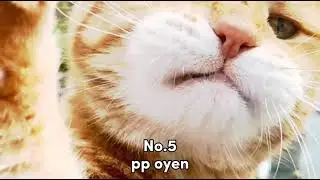 Pp Viral Pada Masanya 😱 Absen Dong?