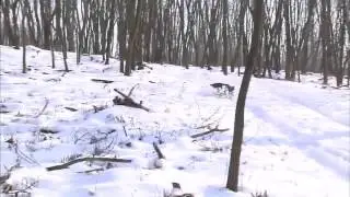 Охота на кабанов (классно стреляет)