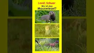 Marderartige II - Jägerprüfung