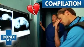 Heartbreaking Accidents 😭 | Best Of Bondi Vet