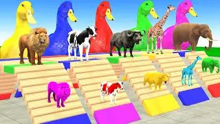 5 Giant Duck Cartoon,Cow,Elephant,Giraffe,Tiger,Lion, Paint Wild Animals Crossing Fountain Animation