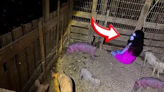 MENINA ESTAVA BRINCANDO COM OS PORCOS DENTRO DO CHIQUEIRO FOI ASSUSTADOR