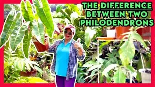 Difference between Philodendron Billitiae and Philidendron Atabapoense
