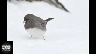 Backyard Bird-watching
