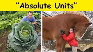 Times People Were Blown Away By These “Absolute Units”