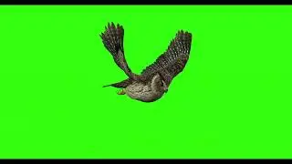 OWL #8  || GREEN SCREEN  || ANIMATION  || FREE 3D