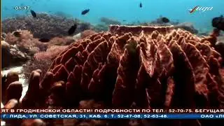 Эфир телеканала Лида ТВ, Беларусь