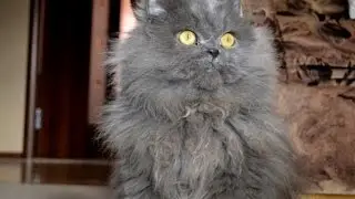 мой коик пушок