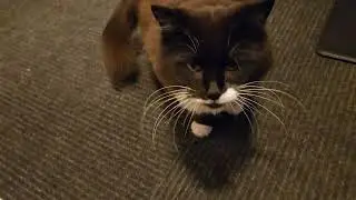 Join Jazz for a Relaxing Cat Grass Snack & Chill Music Session!