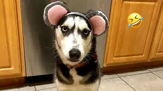 FUNNIEST Huskies | Normal dogs vs Huskies🤣 | 10 Minutes Best Videos | Part 22