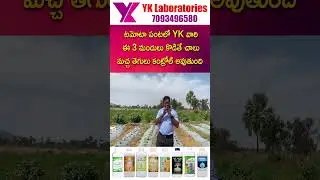 #Tomato టమోటా పంటలో YK వారి ఈ 3 మందులు కొడితే చాలు మచ్చ తెగులు కంట్రోల్ అవుతుంది #vaayu#yk#yantra