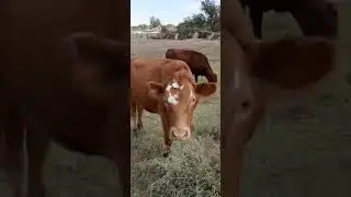 Осень... дорога из магазина...