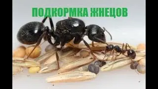 Подкормка диких-домашних муравьев-жнецов Messor (Messor sp. ants feeding)