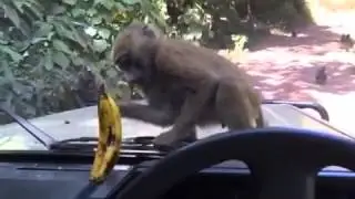Чё мучиешь !?