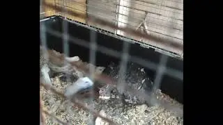 Criceto che salta e fa capriole