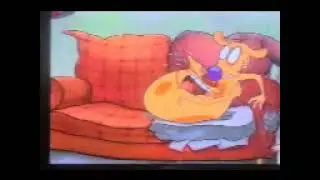 catdog cat is crying 