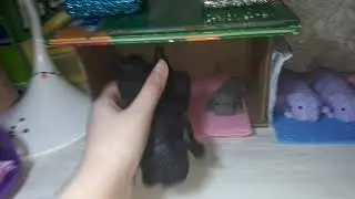 Новый питомец !сквиши собаки