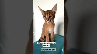 Самый редкий гибрид       Каракет ф1 самый редкий и самый сложно получаемый гибрид😍