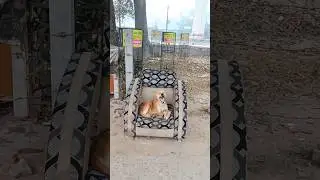 Royal Dogs 