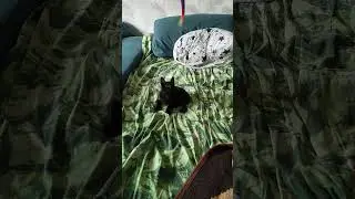 Котенок и игрушка #cats #cat #оле7 #животные