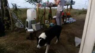 Доспатски вечери