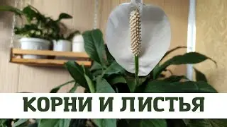 Женское Счастье (Спатифиллум) Проблема с Листьями