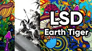 Psychedeliczny pająk | LSD Earth Tiger | Haploclastus devamatha