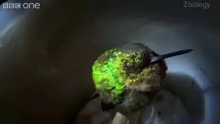Как храпит колибри