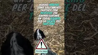 PANNOCCHIA DI MAIS AL CANE / I RISCHI E PERCHÈ È MEGLIO EVITARE. #levriero  #cane #animali