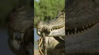 Даже у анаконды есть враги...
