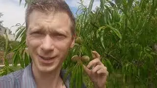Миндаль из косточки? Что выросло из сеянца миндаля и передались ли материнские качества?