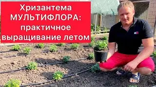 Хризантема МУЛЬТИФЛОРА: практичное выращивание летом☀️