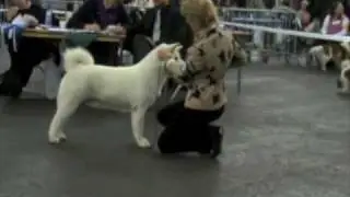 White Akita at dogshow (www.american-akita.be)